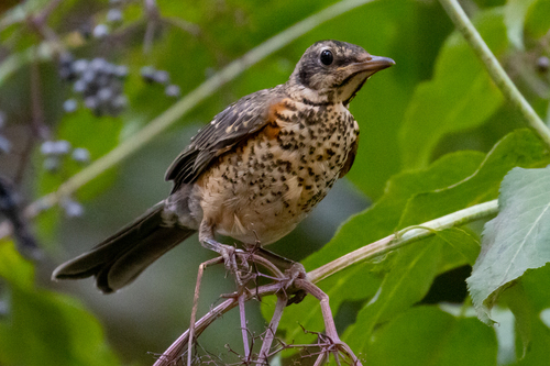 iNaturalist observation photo of American Robin