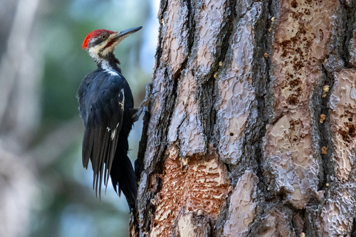 iNaturalist observation photo of Pileated Woodpecker