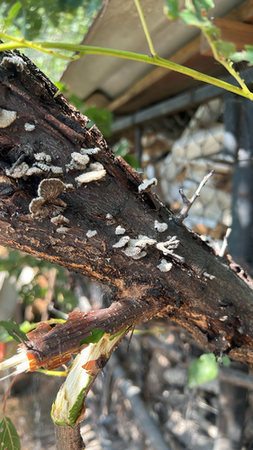 splitgill mushroom