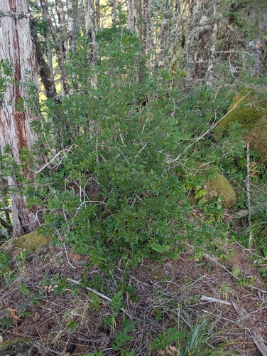 Elliottia pyroliflora, photograph 2