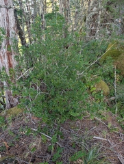 Elliottia pyroliflora, photograph author not stated, no rights reserved