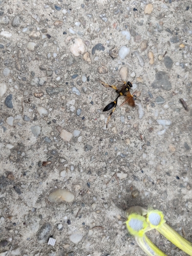 Yellow-legged Mud-dauber Wasp