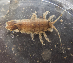 Synidotea laticauda