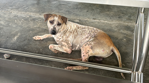 Domestic Dog