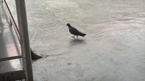 Feral Pigeon