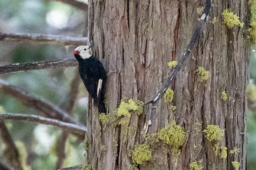 iNaturalist observation photo of White-headed Woodpecker