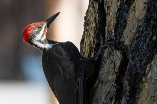 iNaturalist observation photo of Pileated Woodpecker