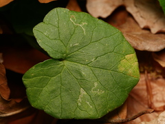 Phytomyza ranunculi