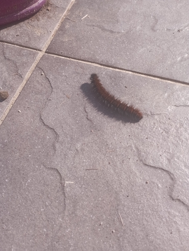 Fox Moth