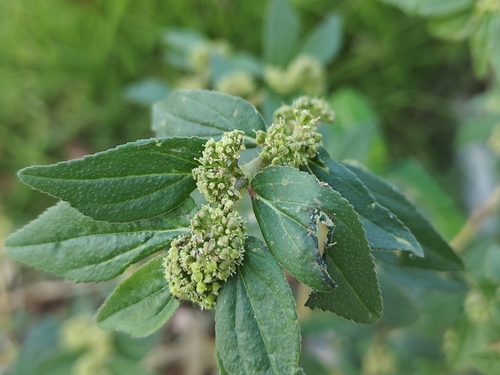 Asthma Plant
