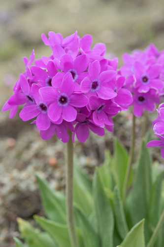 Primula chionantha, 2026-06-07