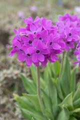 Morten Ross, CC BY, iNaturalist via GBIF Primula chionantha, photograph Morten Ross, CC BY, iNaturalist via GBIF