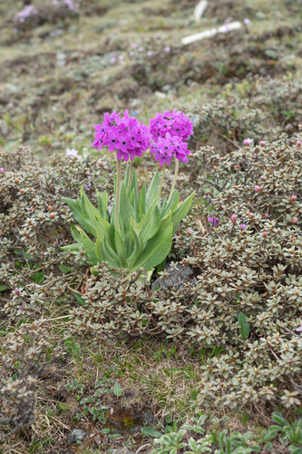 Primula chionantha, photograph 2