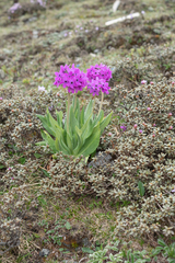 Morten Ross, CC BY, iNaturalist via GBIF Primula chionantha, photograph Morten Ross, CC BY, iNaturalist via GBIF