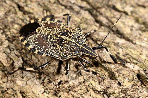 Yellow-spotted Stink Bug