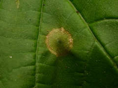 Drisina glutinosa