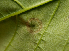 Drisina glutinosa