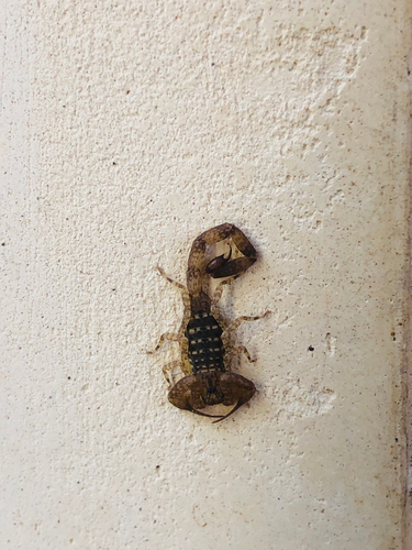 Isometrus thwaitesi