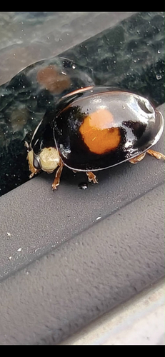 Asian Lady Beetle