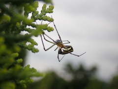 Leucauge blanda
