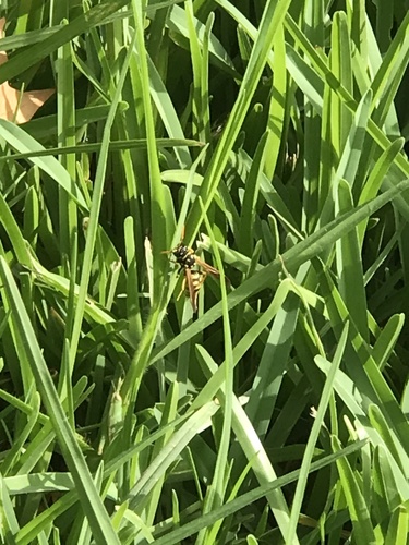 European Paper Wasp