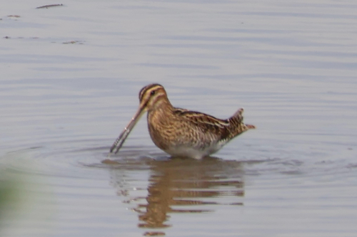 Common Snipe