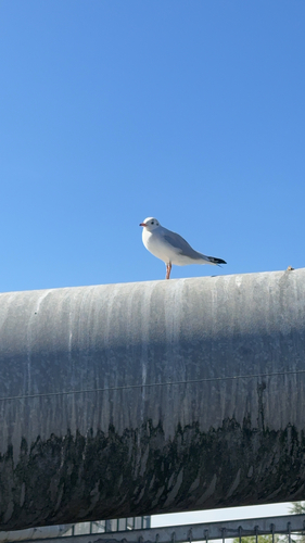 Black-headed Gull