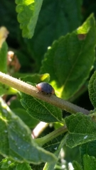Cryptolaemus montrouzieri