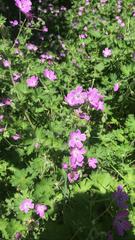 Geranium albanum