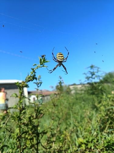 Wasp Spider
