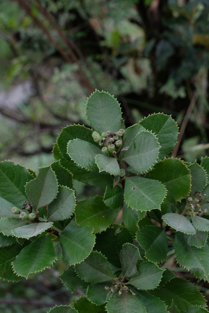 Photinia prionophylla