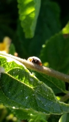 Cryptolaemus montrouzieri