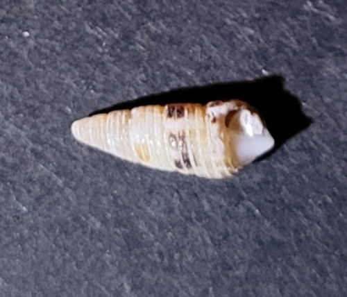 Cerithiidae observed 2026-08-25