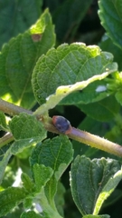 Cryptolaemus montrouzieri