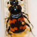 Escarabajos Enterradores - Photo (c) Natural History Museum:  Coleoptera Section, algunos derechos reservados (CC BY-NC-SA)