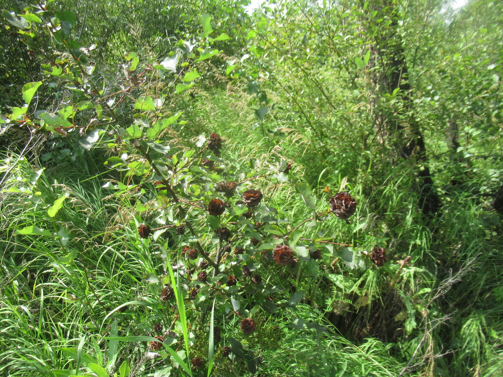 Salix pyrolifolia; photograph author not stated, no rights reserved