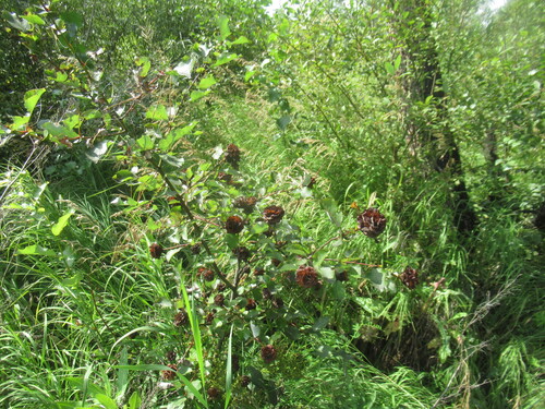 Salix pyrolifolia