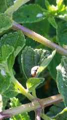 Cryptolaemus montrouzieri