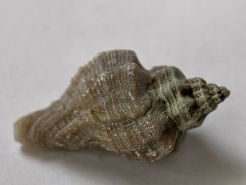 Ocenebra japonica, 2026-08-25