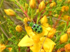 Diabrotica decempunctata