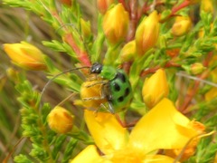 Diabrotica decempunctata