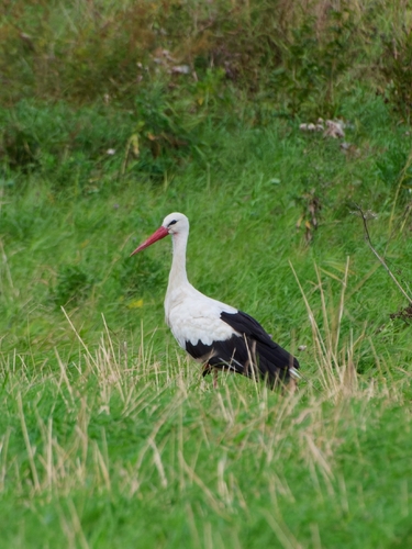 White Stork