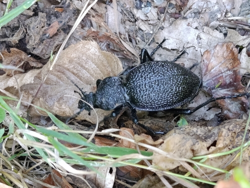 Carabus gigas