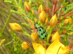 Diabrotica decempunctata