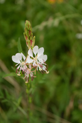 Oenothera suffulta