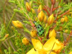 Diabrotica decempunctata