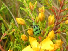 Diabrotica decempunctata