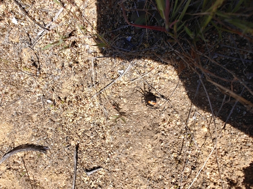 Redback Spider