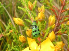 Diabrotica decempunctata