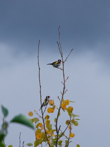 European Goldfinch